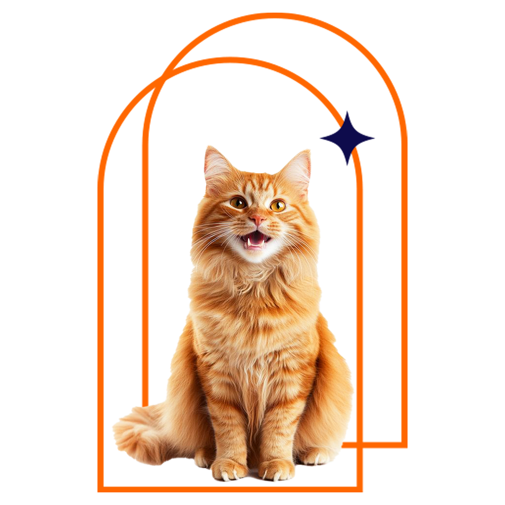 Adult Cats