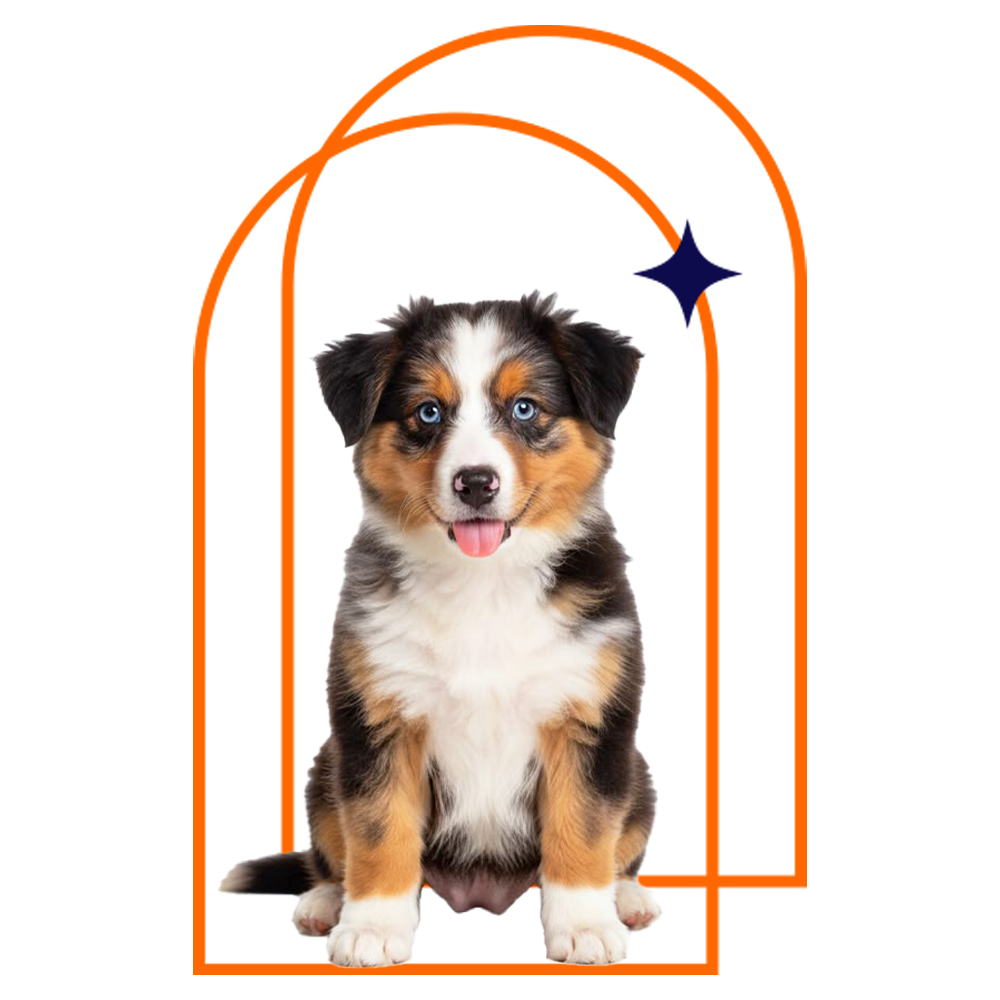 Puppy
