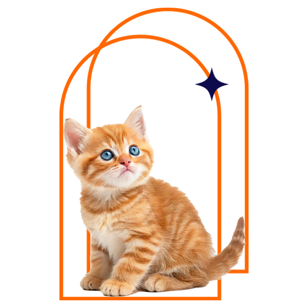 Kitten